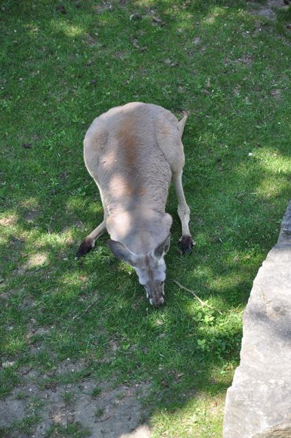 min 2013 07 06 beauval 257